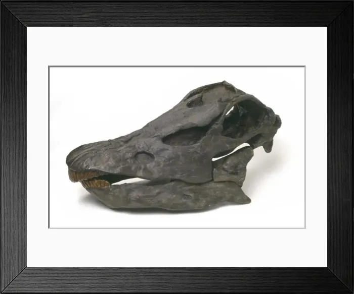 Framed Print : Diplodocus carnegiei skull Framed Print : Diplodocus carnegiei skull