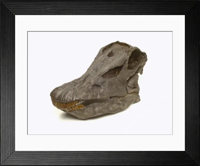 Framed Print : Diplodocus carnegiei skull Framed Print : Diplodocus carnegiei skull