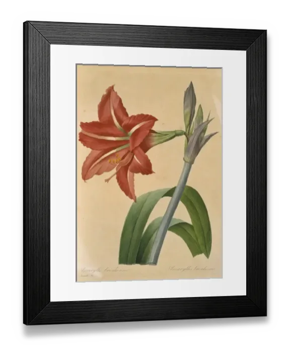 Framed Print : Amaryllis bresilienne, amaryllis Framed Print : Amaryllis bresilienne, amaryllis