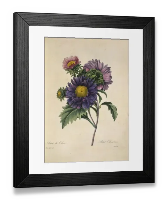 Framed Print : Callistephus chinensis, China aster Framed Print : Callistephus chinensis, China aster