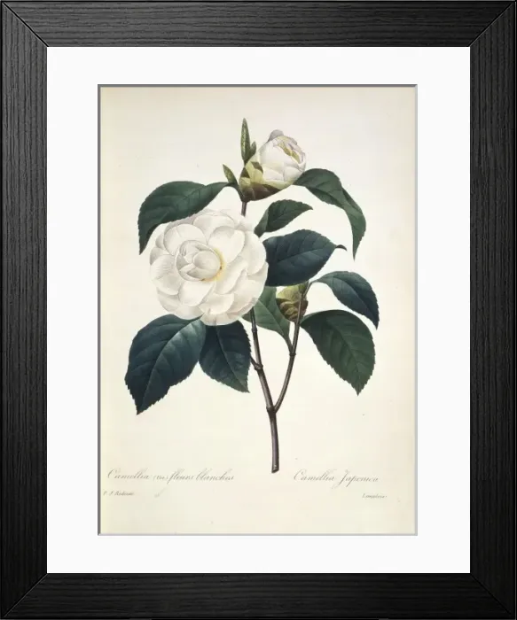 Framed Print : Camellia japonica, camellia Framed Print : Camellia japonica, camellia