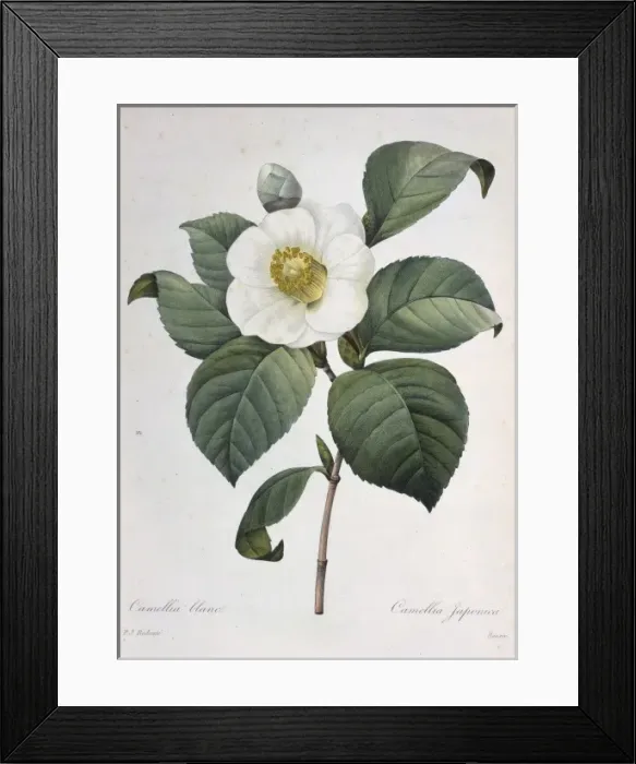 Framed Print : Camellia japonica, camellia Framed Print : Camellia japonica, camellia
