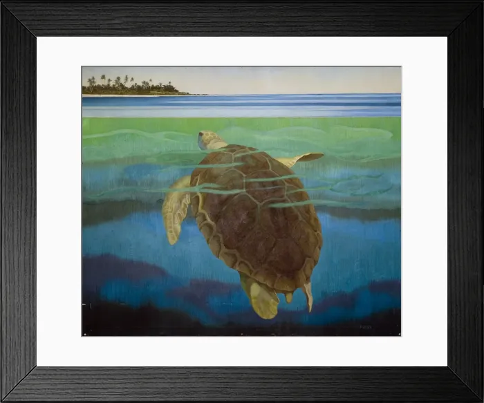 Framed Print : Marine turtle Framed Print : Marine turtle