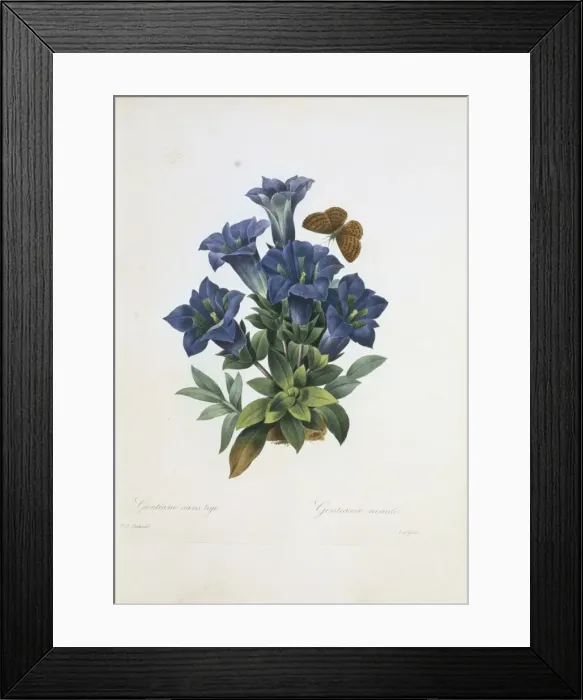 Framed Print : Gentiana acaulis, stemless gentian Framed Print : Gentiana acaulis, stemless gentian