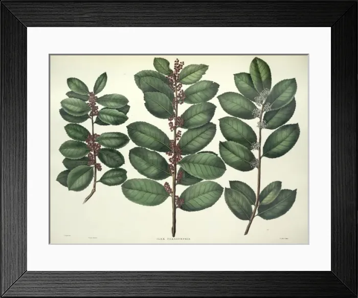 Framed Print : Ilex paraguensis, yerba mate Framed Print : Ilex paraguensis, yerba mate