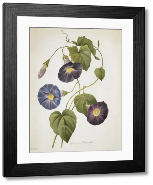 Framed Print : Ipomoea quamoclit, Cypress vine Framed Print : Ipomoea quamoclit, Cypress vine