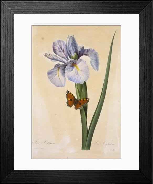 Framed Print : Iris xiphium, Spanish iris Framed Print : Iris xiphium, Spanish iris