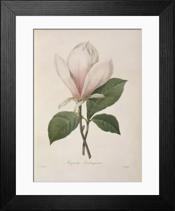 Framed Print : Magnolia soulangiana, Chinese magnolia