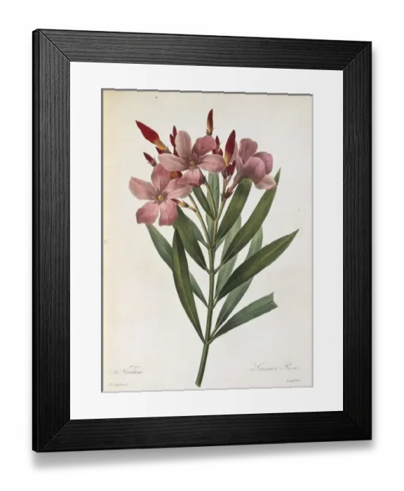 Framed Print : Nerium oleander, oleander Framed Print : Nerium oleander, oleander