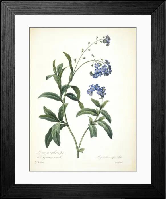 Framed Print : Casuarius casuarius, southern cassowary