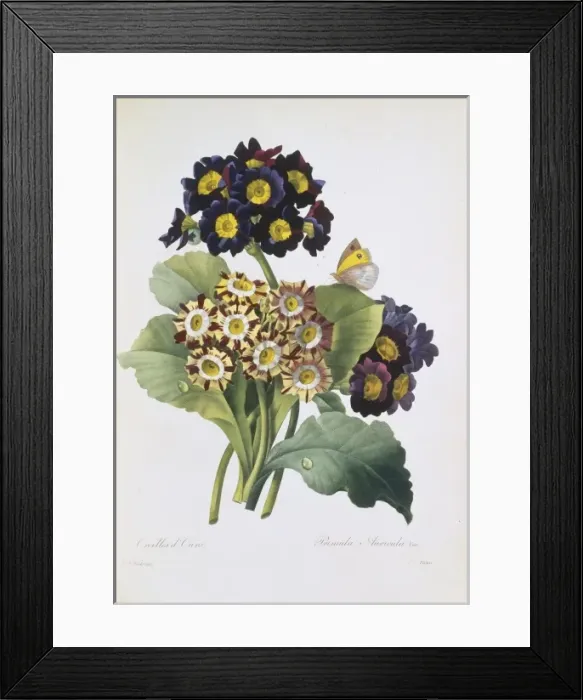 Framed Print : Primula auricula, primrose Framed Print : Primula auricula, primrose