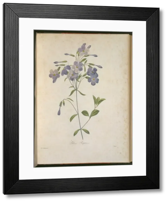 Framed Print : Phlox stolonifera, creeping phlox Framed Print : Phlox stolonifera, creeping phlox