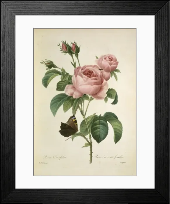 Framed Print : Rosa centifolia, cabbage rose Framed Print : Rosa centifolia, cabbage rose