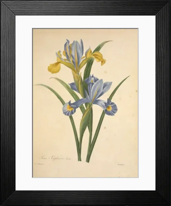 Framed Print : Iris xiphium, Spanish iris Framed Print : Iris xiphium, Spanish iris