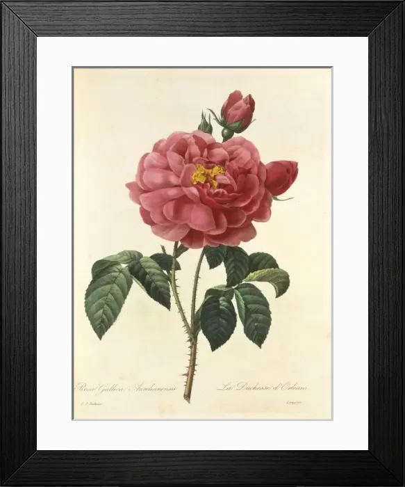 Framed Print : Rosa gallica, red rose Framed Print : Rosa gallica, red rose