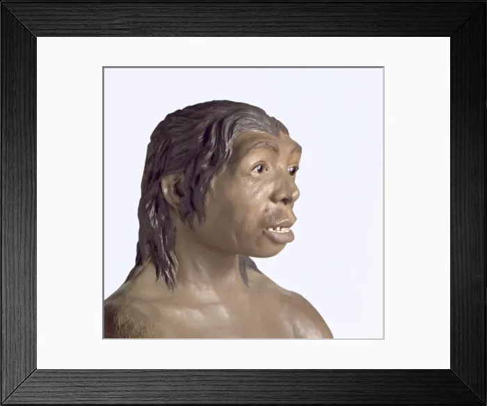 Framed Print : Homo neanderthalensis, Neanderthal Woman (Tabun C1) Framed Print : Homo neanderthalensis, Neanderthal Woman (Tabun C1)
