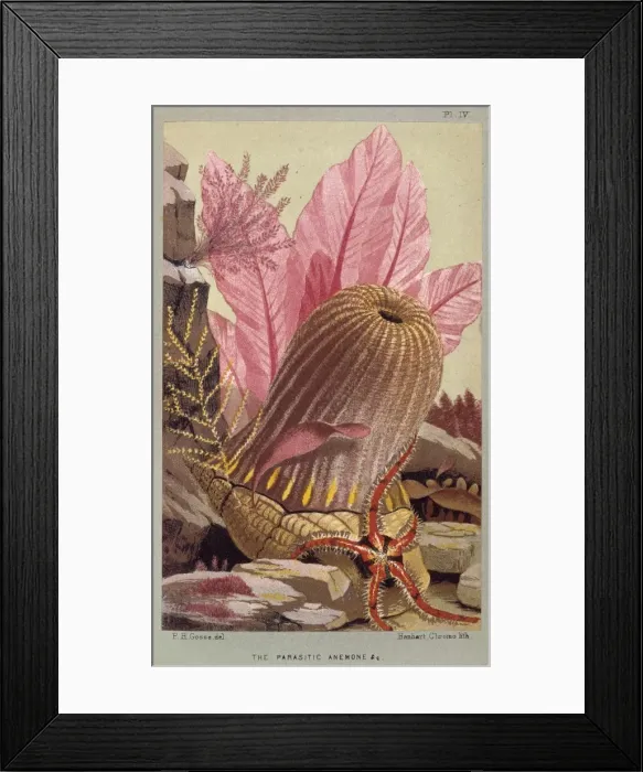 Framed Print : Calliactis parasitica, parasitic anemone, Pagurus bernhardus Framed Print : Calliactis parasitica, parasitic anemone, Pagurus bernhardus
