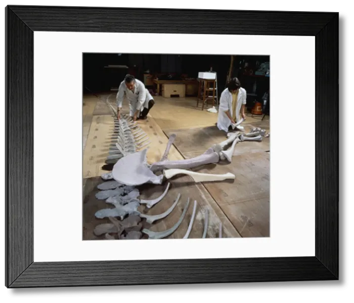 Framed Print : Palaeontology laboratory Framed Print : Palaeontology laboratory
