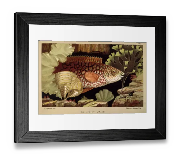 Framed Print : Ancient Wrasse - Frontispiece from the Aquarium Framed Print : Ancient Wrasse - Frontispiece from the Aquarium