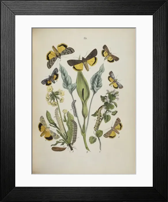 Framed Print : Agrotidae, moths and caterpillars Framed Print : Agrotidae, moths and caterpillars