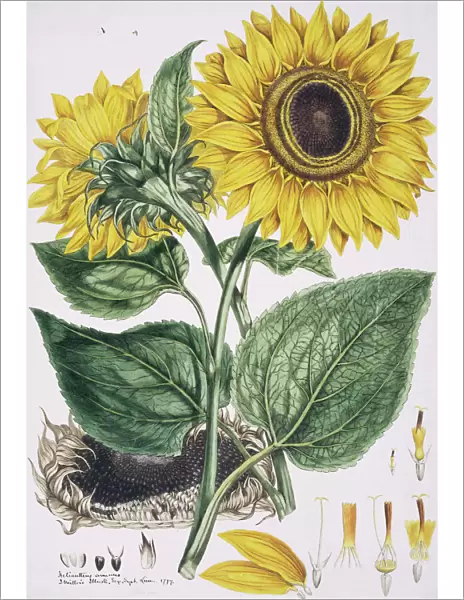 see record 3688 - Helianthus annus, sunflower