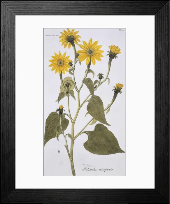 Framed Print : Helianthus tubaeformis, southern sunflower Framed Print : Helianthus tubaeformis, southern sunflower