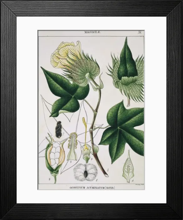 Framed Print : Gossypium acuminatum, cotton Framed Print : Gossypium acuminatum, cotton