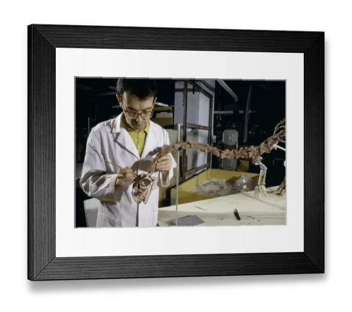 Framed Print : Palaeontology laboratory Framed Print : Palaeontology laboratory