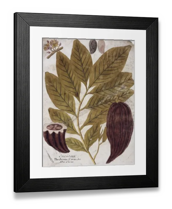 Framed Print : Theobroma cacao, cocoa tree Framed Print : Theobroma cacao, cocoa tree