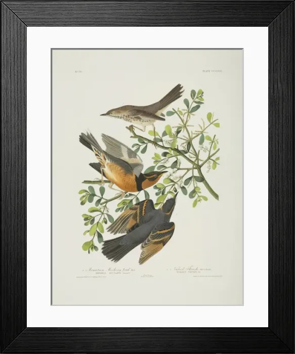 Framed Print : Oreoscoptes montanus, sage thrasher, Ixarius naevius, varied Framed Print : Oreoscoptes montanus, sage thrasher, Ixarius naevius, varied