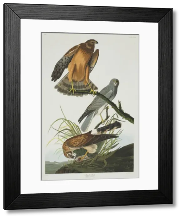 Framed Print : Circus cyaneus, hen harrier Framed Print : Circus cyaneus, hen harrier