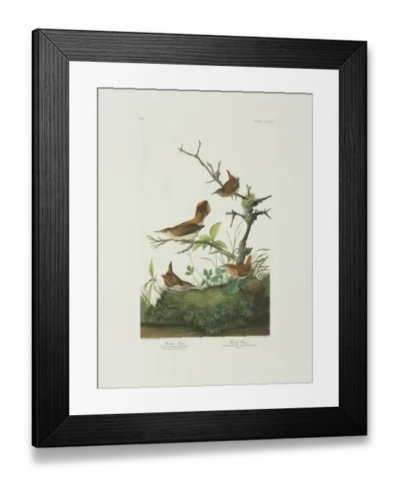 Framed Print : Salpinctes obsoletus, rock wren, Troglodytes troglodytes, wi Framed Print : Salpinctes obsoletus, rock wren, Troglodytes troglodytes, wi