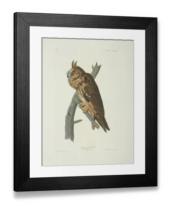 Framed Print : Asio otus, long-eared owl Framed Print : Asio otus, long-eared owl