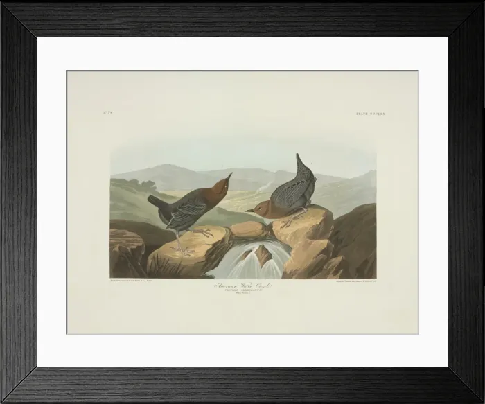 Framed Print : Cinclus mexicanus, American dipper Framed Print : Cinclus mexicanus, American dipper