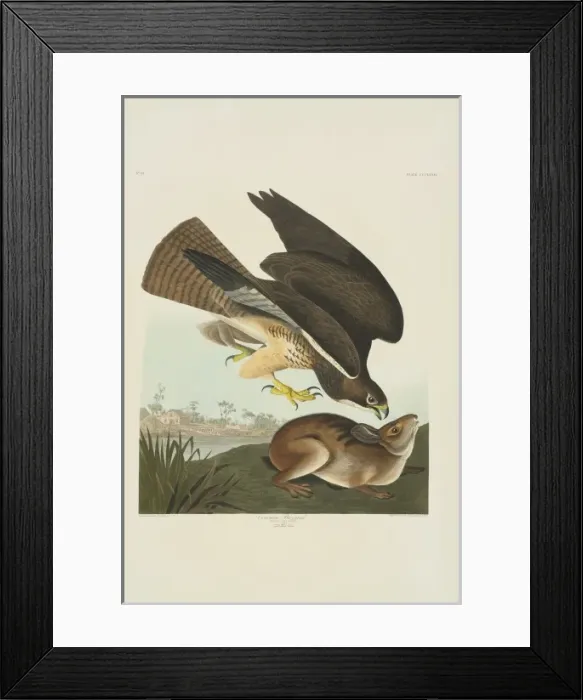 Framed Print : Buteo swainsoni, Swainsons hawk Framed Print : Buteo swainsoni, Swainsons hawk