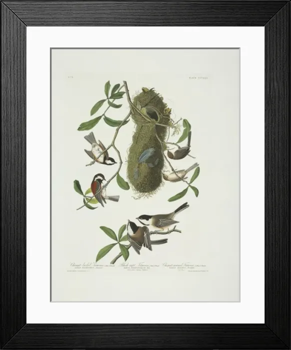 Framed Print : Parus atricapillus, Parus rufescens, Psaltriparus minimus Framed Print : Parus atricapillus, Parus rufescens, Psaltriparus minimus