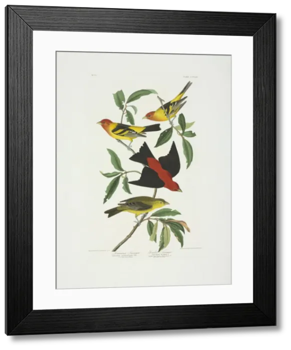 Framed Print : Piranga ludoviciana, western tanager, Piranga olivacea, scar Framed Print : Piranga ludoviciana, western tanager, Piranga olivacea, scar