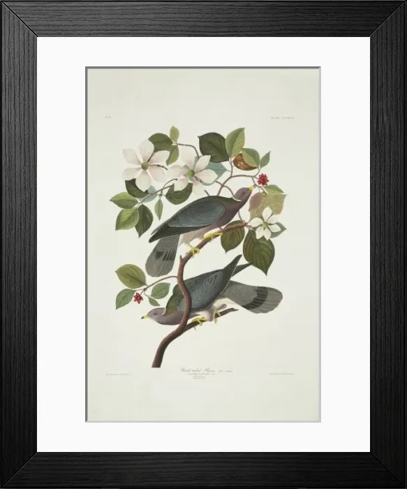Framed Print : Columba fasciata, band-tailed pigeon Framed Print : Columba fasciata, band-tailed pigeon