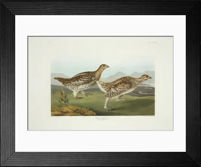 Framed Print : Tympanuchus phasianellus, sharp-tailed grouse Framed Print : Tympanuchus phasianellus, sharp-tailed grouse