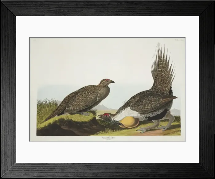 Framed Print : Centrocercus urophasianus, greater sage grouse