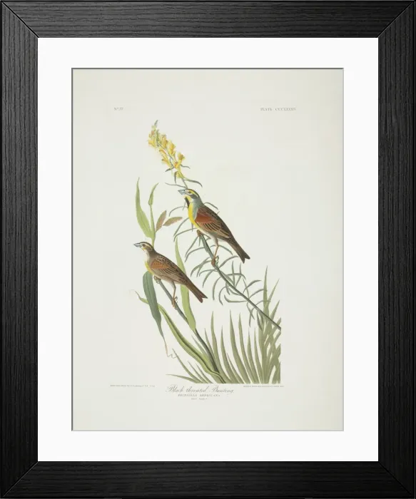 Framed Print : Spiza americana, dickcissel Framed Print : Spiza americana, dickcissel
