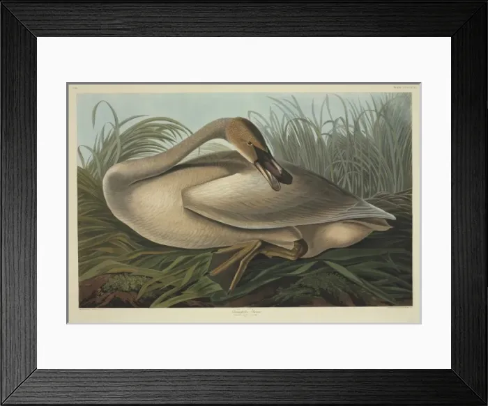 Framed Print : Cygnus buccinator, trumpeter swan Framed Print : Cygnus buccinator, trumpeter swan