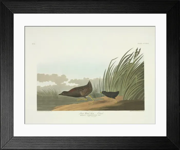 Framed Print : Laterallus jamaicensis, black rail Framed Print : Laterallus jamaicensis, black rail