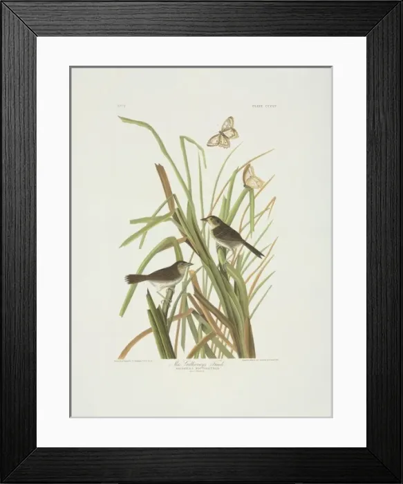 Framed Print : Ammodramus maritimus, seaside sparrow Framed Print : Ammodramus maritimus, seaside sparrow