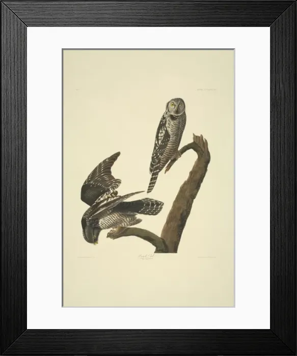 Framed Print : Surnia ulula, northern hawk-owl Framed Print : Surnia ulula, northern hawk-owl