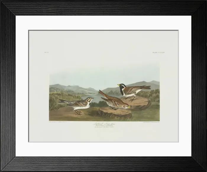 Framed Print : Calcarius lapponicus, Lapland longspur Framed Print : Calcarius lapponicus, Lapland longspur