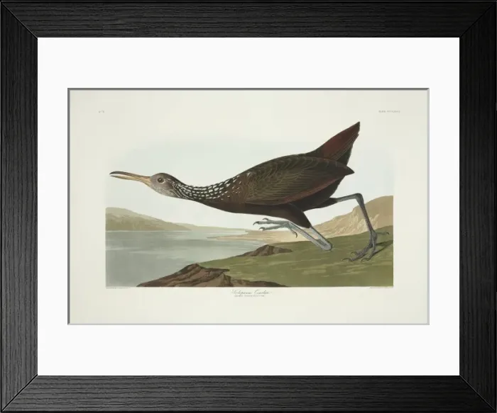 Framed Print : Aramus guarauna, limpkin Framed Print : Aramus guarauna, limpkin
