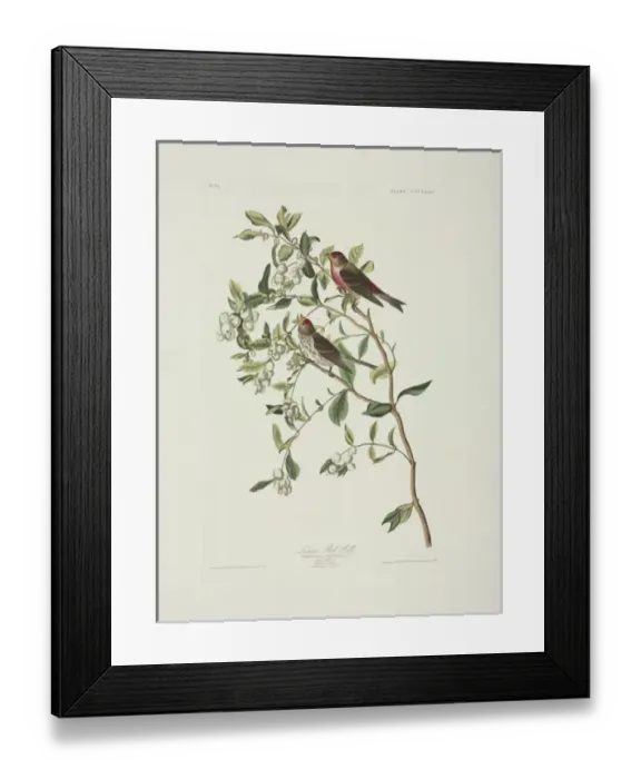 Framed Print : Carduelis flammea, common redpoll Framed Print : Carduelis flammea, common redpoll