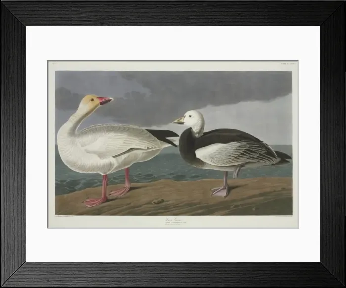 Framed Print : Anser caerulescens, snow goose Framed Print : Anser caerulescens, snow goose