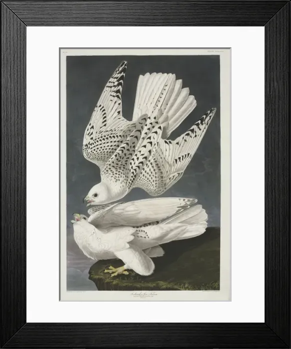 Framed Print : Falco rusticolus, gyrfalcon Framed Print : Falco rusticolus, gyrfalcon